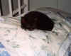 AsherKitten2.jpg (43572 bytes)