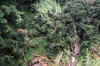 Rainforest2.jpg (109202 bytes)